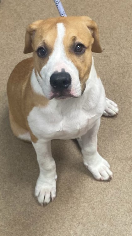 Shelter Stray Male Dog last seen Near Dekalb Industrial Way, Decatur, GA, 30033, 30033, GA, 3280 Chamblee Dunwoody Rd, Chamblee, GA 30341, USA