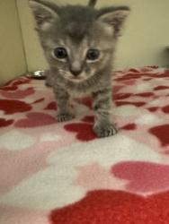 Shelter Stray Female Cat last seen Near New, Snapfinger Woods Dr, Decatur, GA 30035, 30035, GA, 3280 Chamblee Dunwoody Rd, Chamblee, GA 30341, USA