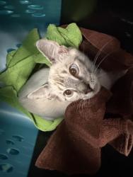 Shelter Stray Male Cat last seen Near Cedar Grove Rd Conley 30288, 30288, GA, 3280 Chamblee Dunwoody Rd, Chamblee, GA 30341, USA