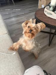 Reunited Female Dog last seen Near park view animal hosp, St. Petersburg, FL 33714