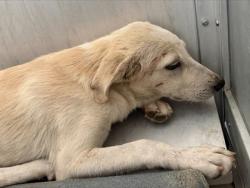 Shelter Stray Male Dog last seen Near AVE H, Central District, TX, 355 Hillshire Dr, Haslet, TX 76052, USA
