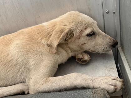 Shelter Stray Male Dog last seen Near AVE H, Central District, TX, 355 Hillshire Dr, Haslet, TX 76052, USA