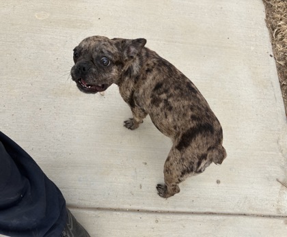Shelter Stray Female Dog last seen Near E Oleander St, Central District, TX, 355 Hillshire Dr, Haslet, TX 76052, USA