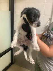 Shelter Stray Male Dog last seen Near Coriander Ct, North District, TX, 355 Hillshire Dr, Haslet, TX 76052, USA
