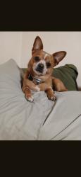 Reunited Male Dog last seen Near brown ave scranton pa 18508, Scranton, PA 18509