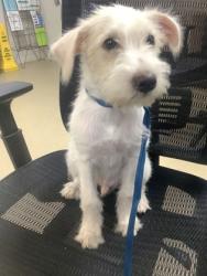 Shelter Stray Male Dog last seen Near Coriander Ct, North District, TX, 355 Hillshire Dr, Haslet, TX 76052, USA