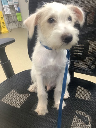 Shelter Stray Male Dog last seen Near Coriander Ct, North District, TX, 355 Hillshire Dr, Haslet, TX 76052, USA