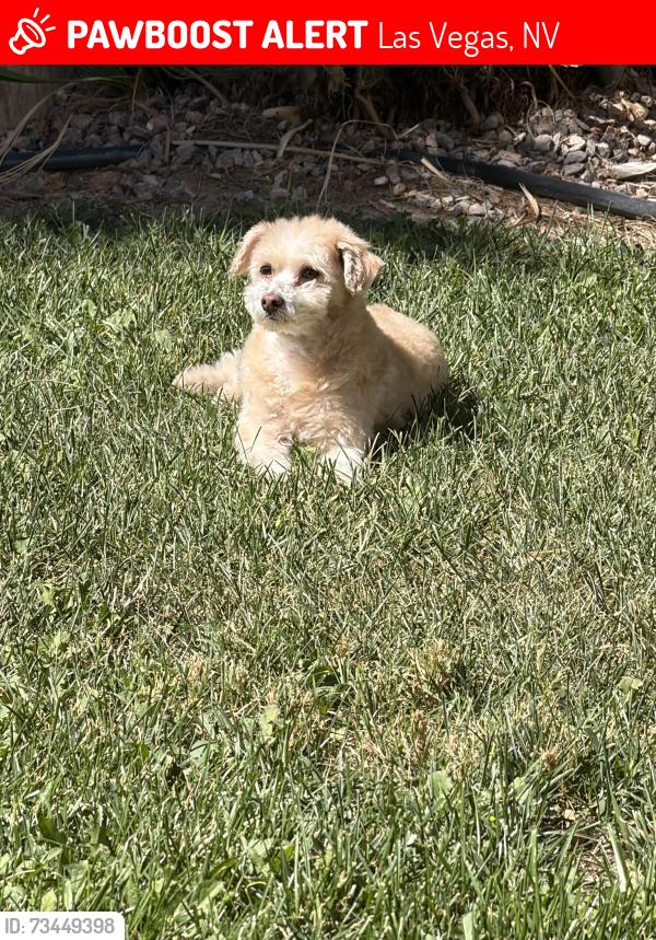 Lost Female Dog last seen Oso blanco inside tapestry homes, Las Vegas, NV 89149