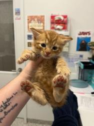 Shelter Stray Male Cat last seen E 104th St and Wallace Ave, 64134, MO, 7077 Elmwood Ave, Kansas City, MO 64132, USA