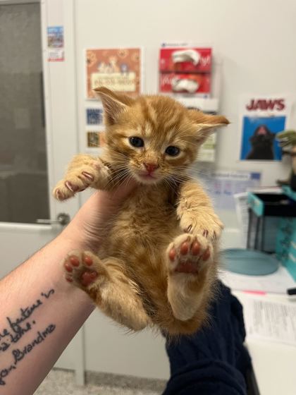 Shelter Stray Male Cat last seen E 104th St and Wallace Ave, 64134, MO, 7077 Elmwood Ave, Kansas City, MO 64132, USA
