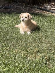 Lost Female Dog last seen Oso blanco inside tapestry homes, Las Vegas, NV 89149
