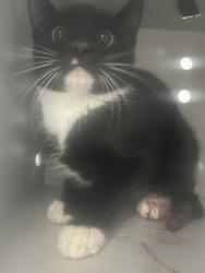 Shelter Stray Male Cat last seen Near Belltown Rd, Dover, NC, 1639 Old Airport Rd, New Bern, NC 28562, USA