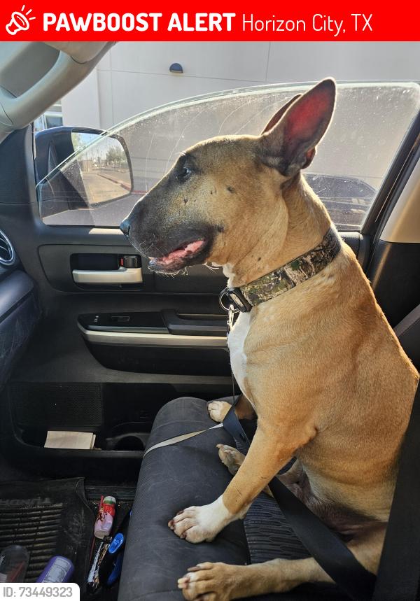 Lost Male Dog last seen Darrington Horizon View ests, Horizon City, TX 79928