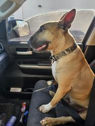 Lost Male Dog last seen Darrington Horizon View ests, Horizon City, TX 79928
