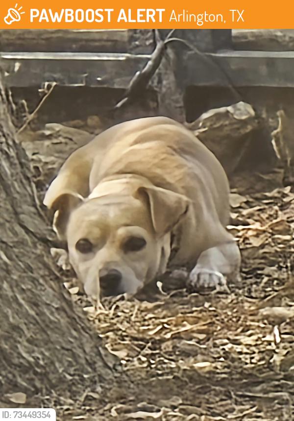 Found/Stray Male Dog last seen Parks At Treepoint Apts. by pond, Arlington, TX 76017