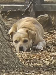 Found/Stray Male Dog last seen Parks At Treepoint Apts. by pond, Arlington, TX 76017