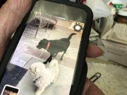 Lost Male Dog last seen Warner road in oceanside, Oceanside, CA 92054