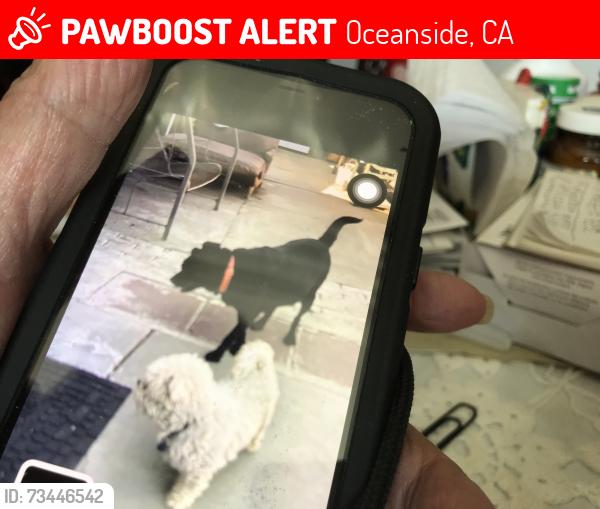 Lost Male Dog last seen Warner road in oceanside, Oceanside, CA 92054