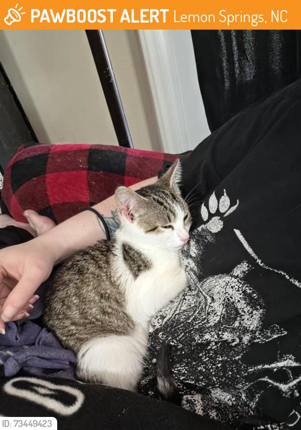 Found/Stray Female Cat last seen Lemon springs, Lemon Springs, NC 27332