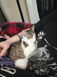 Found/Stray Female Cat last seen Lemon springs, Lemon Springs, NC 27332