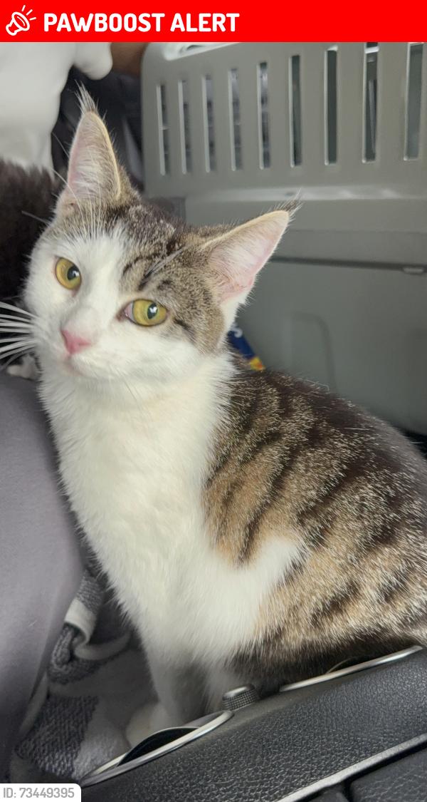Lost Female Cat last seen Mayfield Road Gonville Road, Fairlands Avenue, Blackmore Road, Greater London, England 