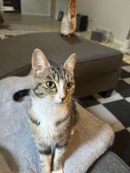 Found/Stray Unknown Cat last seen Parkhill Dakota, Spokane, WA 99208