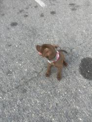 Found/Stray Female Dog last seen Ramsey street, Fayetteville, NC 28311