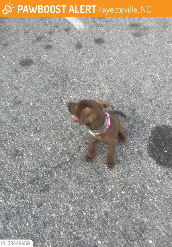 Found/Stray Female Dog last seen Ramsey street, Fayetteville, NC 28311