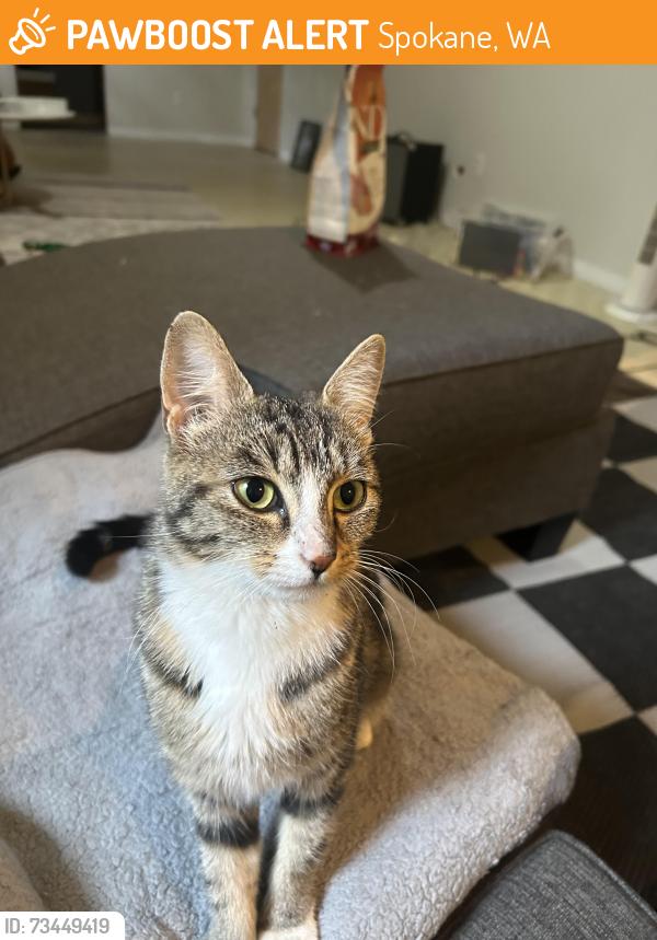 Found/Stray Unknown Cat last seen Parkhill Dakota, Spokane, WA 99208