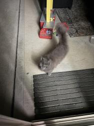 Reunited Unknown Cat last seen Cleveland elementary, Johnston County, NC 27529
