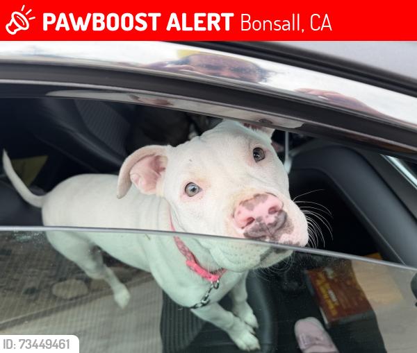 Lost Female Dog last seen Old highway 395 and w lilac rd, Bonsall, CA 92003