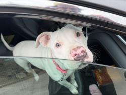 Lost Female Dog last seen Old highway 395 and w lilac rd, Bonsall, CA 92003