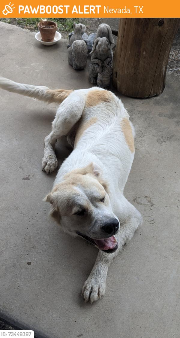 Found/Stray Unknown Dog last seen Near also 541, Nevada, TX 75173