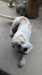 Found/Stray Unknown Dog last seen Near also 541, Nevada, TX 75173
