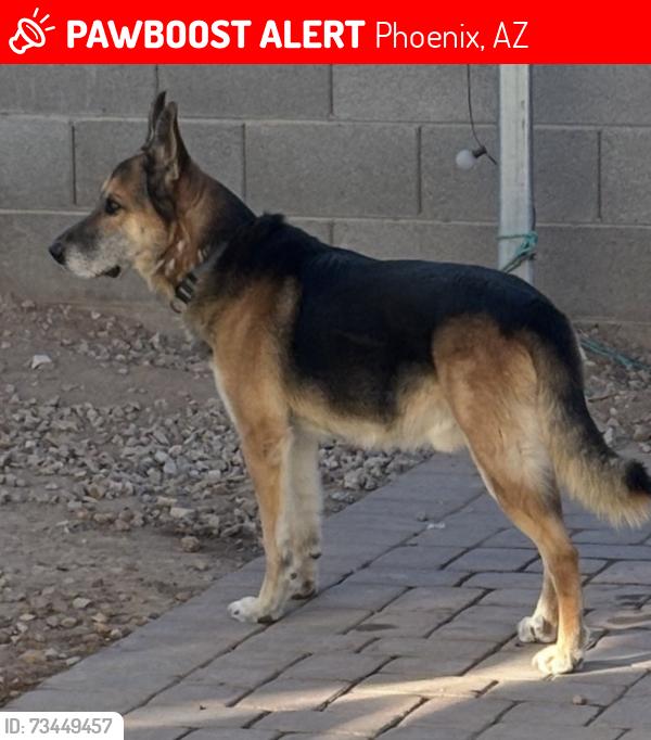Lost Male Dog last seen Near w lower Buckeye road Tolleson, AZ 85353, Phoenix, AZ 85043