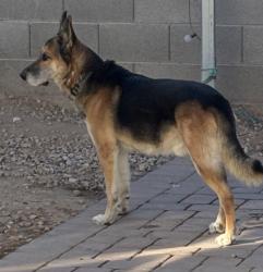 Lost Male Dog last seen Near w lower Buckeye road Tolleson, AZ 85353, Phoenix, AZ 85043