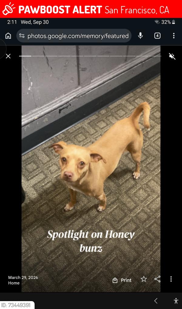 Lost Female Dog last seen Duboce st, San Francisco, CA 94103