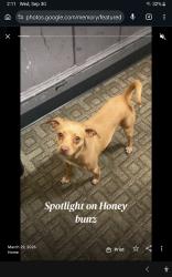 Lost Female Dog last seen Duboce st, San Francisco, CA 94103