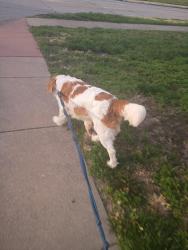Reunited Male Dog last seen McGee, Springfield, MO 65807
