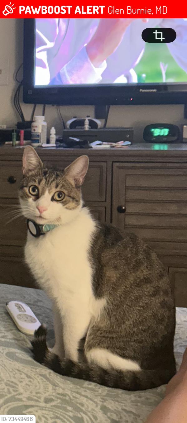 Lost Male Cat last seen Dorsey rd Glen Burnie Md, Glen Burnie, MD 21061
