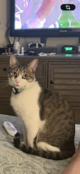 Lost Male Cat last seen Dorsey rd Glen Burnie Md, Glen Burnie, MD 21061