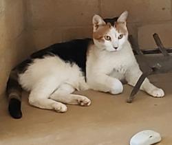 Lost Female Cat last seen Speedway at greasewood, Tucson, AZ 85745