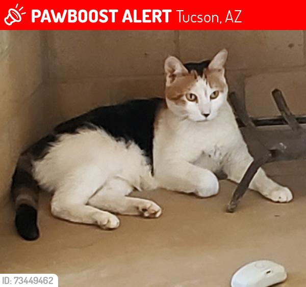 Lost Female Cat last seen Speedway at greasewood, Tucson, AZ 85745