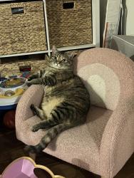 Reunited Female Cat last seen 185th and Inglewood Ave, Redondo Beach, CA 90278