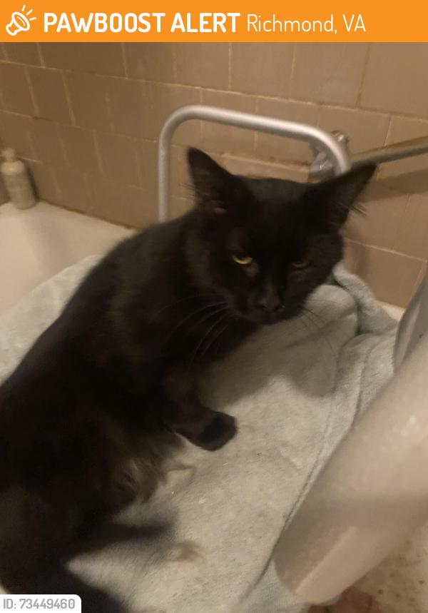 Found/Stray Male Cat last seen Broad Rock and Walmsley Blvd, Richmond, VA 23224