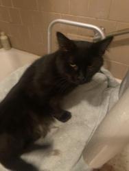 Found/Stray Male Cat last seen Broad Rock and Walmsley Blvd, Richmond, VA 23224