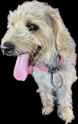 Reunited Male Dog last seen Berwyn rd, College Park, MD 20740
