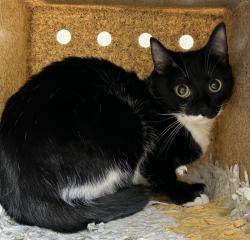 Shelter Stray Female Cat last seen SW 30th/ SW Barber Blvd, OR, 1700 W Historic Columbia River Hwy, Troutdale, OR 97060, USA
