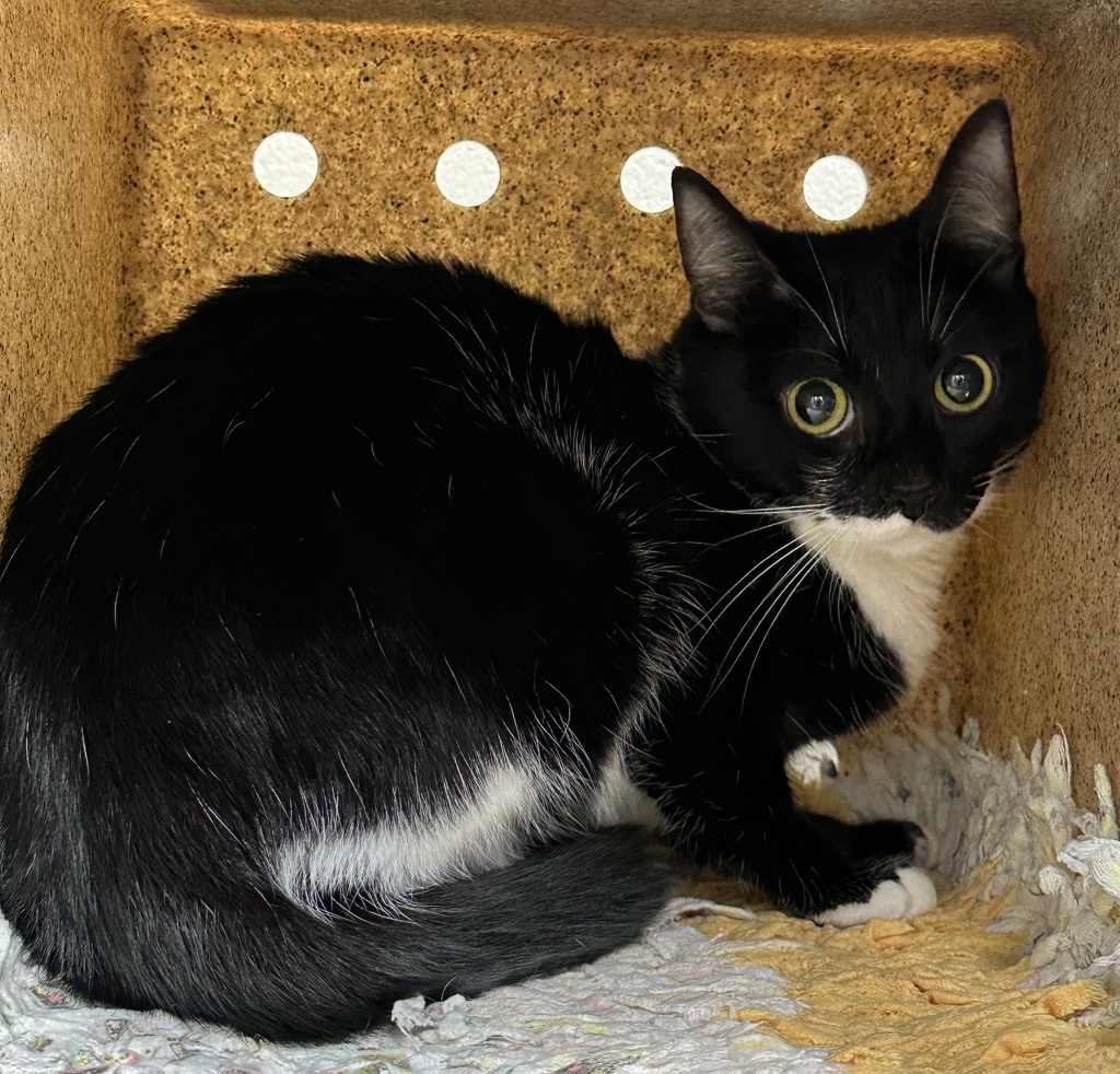 Shelter Stray Female Cat last seen SW 30th/ SW Barber Blvd, OR, 1700 W Historic Columbia River Hwy, Troutdale, OR 97060, USA