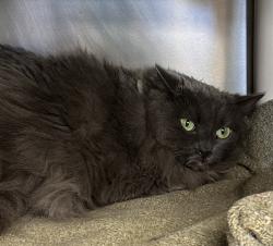 Shelter Stray Female Cat last seen SW 30th/ SW Barber Blvd, OR, 1700 W Historic Columbia River Hwy, Troutdale, OR 97060, USA